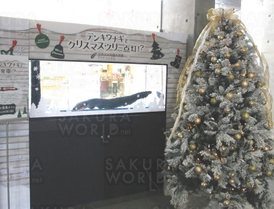 【アクア・トトぎふのクリスマス】