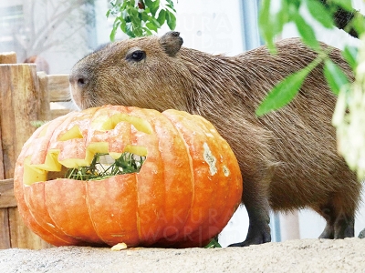 カピバラにおばけカボチャをプレゼント!!