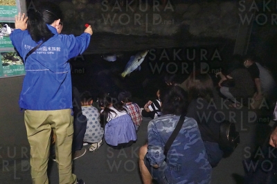 夜の水族館