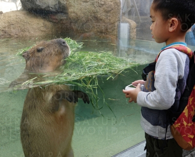 カピパラ4兄弟のプール開き