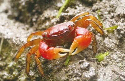 ココがちがうんです ～生き物の見分けは 難しい!?～