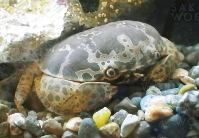 企画展「そのなまえヘンテコリン～へんな名前の生き物たち～」