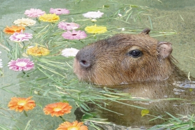 春の訪れ カピバラのお花見