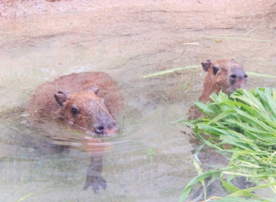 カピバラ4兄弟の春休み