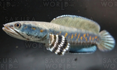 極彩蛇頭魚－スネークヘッド－
