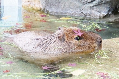 いい湯だな！カピバラのもみじ風呂