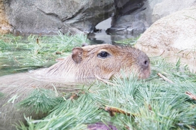 あったかほっこり カピバラの松湯