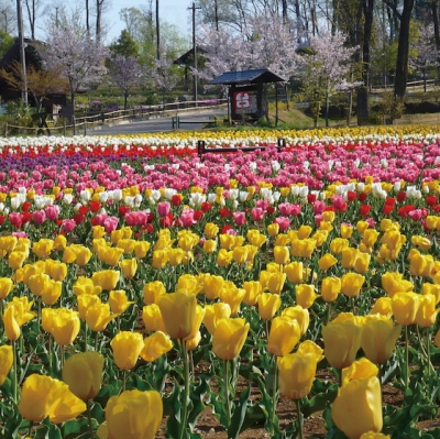 日本昭和村で花日和 お花とスイーツでおもてなし