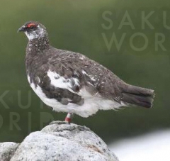 「ぎふの鳥ライチョウ －知って守ろう県の鳥－」