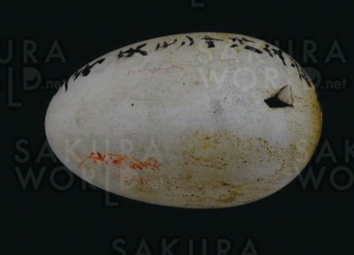 尖閣諸島で採集されたアホウドリの卵殻 兵庫県立人と自然の博物館蔵