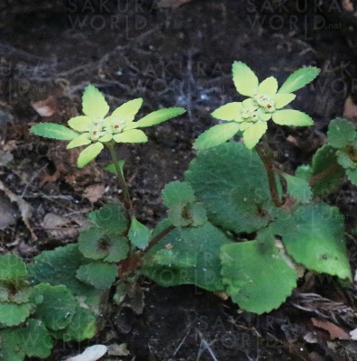 講演会「岐阜県植物誌から浮かんだ岐阜県を特徴づける植物」