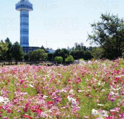 コスモス畑など秋の花がテーマの「秋の花物語」