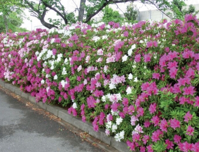 浅中公園の《ツツジ》