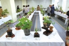 山野草展の様子