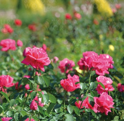 花フェスタ記念公園「秋のバラまつり」