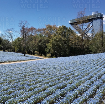 花フェスタ記念公園 スプリングフェア