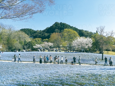 青の絶景 ネモフィラガーデン