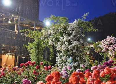 世界最大級のバラ園が贈るバラの祭典 「春のバラまつり」