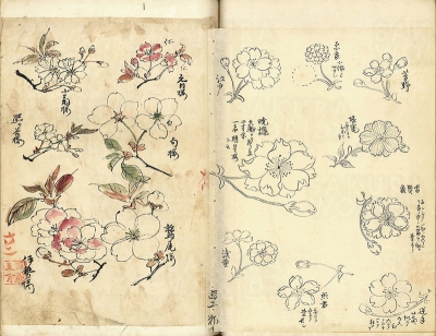 『錦窠植物図説 六十六 櫻譜』伊藤圭介 名古屋市東山動植物園