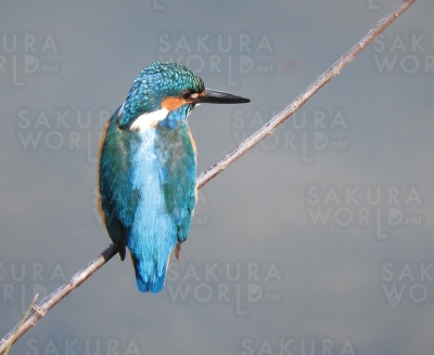 構内で撮影したカワセミ（オス）