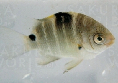 シマスズメダイなど様々 な魚が生息。じっく り観察して新しい発 見を。