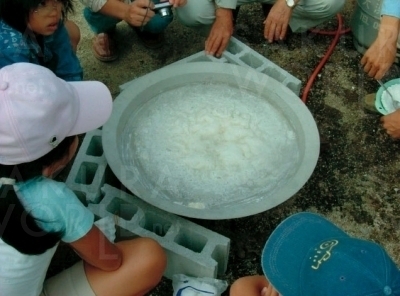 「塩はこうやってできる んだ！」と、大人も子 どもも興味深々。夏休 みの自由研究にも◎