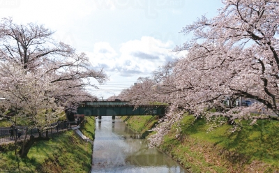 第45回 自然体験塾 各務原市桜まつり