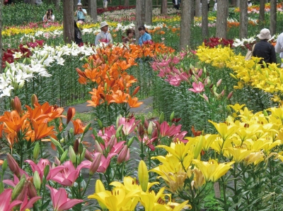 約3haに約50種のユリが咲き誇る、「谷汲ゆり園」