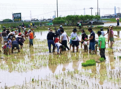 今年の田植えの様子。