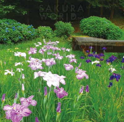 しっとりと優美に咲く心癒す花菖蒲の風景