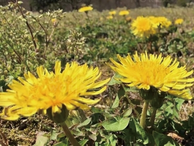 歩いて知る木曽川の自然 かさだ広場の春の芽吹き