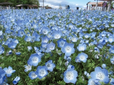 春の花物語