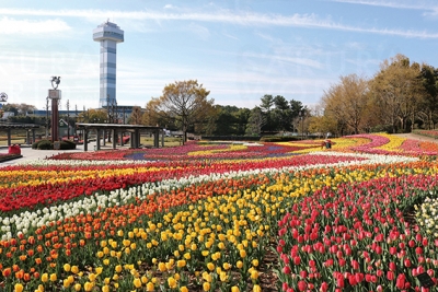 カラフルなチューリップ花壇。