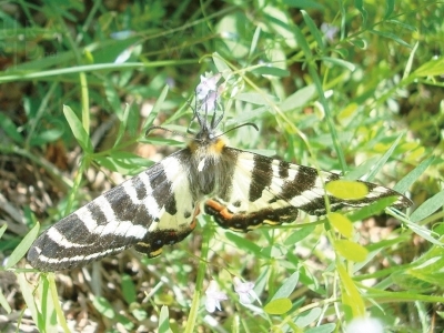 吸蜜するギフチョウ