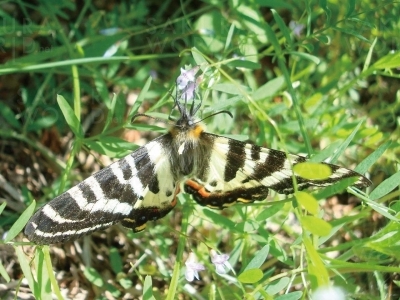 吸蜜するギフチョウ