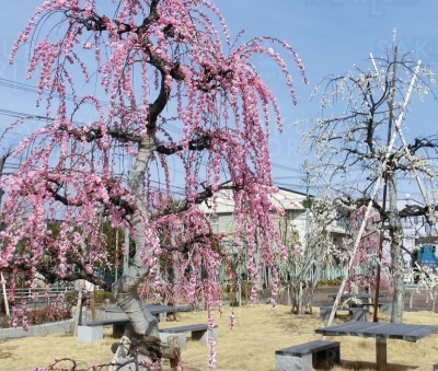 東公園の梅