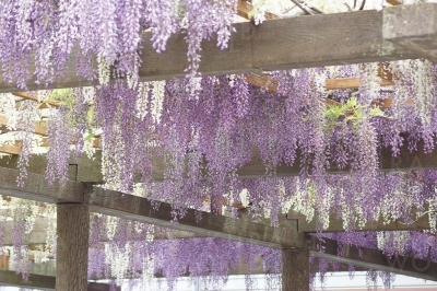 美しく咲く藤の花