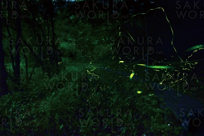 ホタル観賞