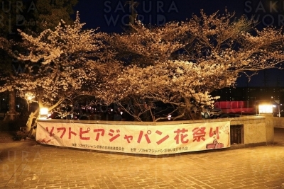 ソフトピアジャパン花祭り