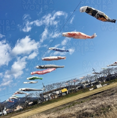 春の風物詩「相川こいのぼり一斉遊泳」