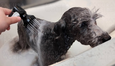 DOG SALON Hanaemi