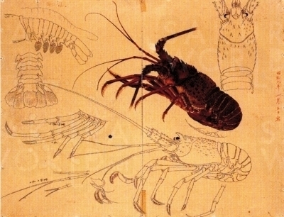 「伊勢海老」１９３４（昭和９）年 　 岐阜県美術館蔵