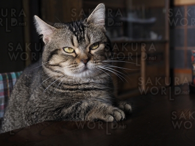 ⓒ Mitsuaki Iwago ⓒ2018「ねことじいちゃん」製作委員会